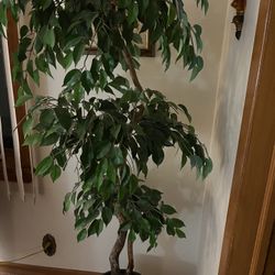 Artificial Ficus Plant / Tree