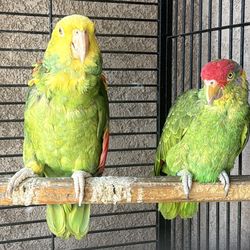 Yellow-headed Amazon (Amazona oratrix) and Red-crowned Amazon (Amazona viridigenalis)