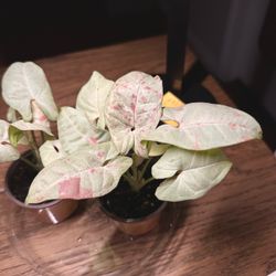 Strawberry milk confetti 🍓 pink dot syngonium  2”pot easy live indoor plant