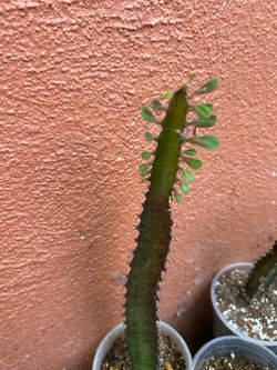 Cactus africano