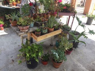 Succulents