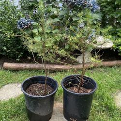 Douglas Fir trees.   2+ feet height