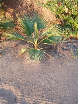 WINDMILL PALMS
