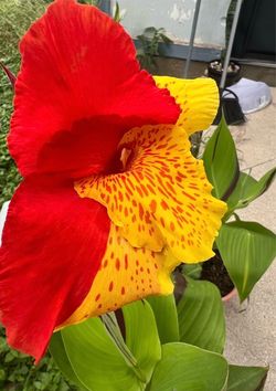 Cleopatra plant