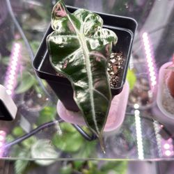 Alocasia Polly Plant