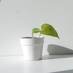 High Variegation Money Plant Pothos Plant/ House Plant/ Indoor Plant Flower Patio Garden 