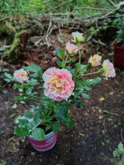 Alfred Sisley Floribunda Rose