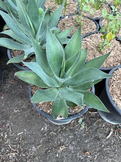 Agave Blue Flame 5-gallon