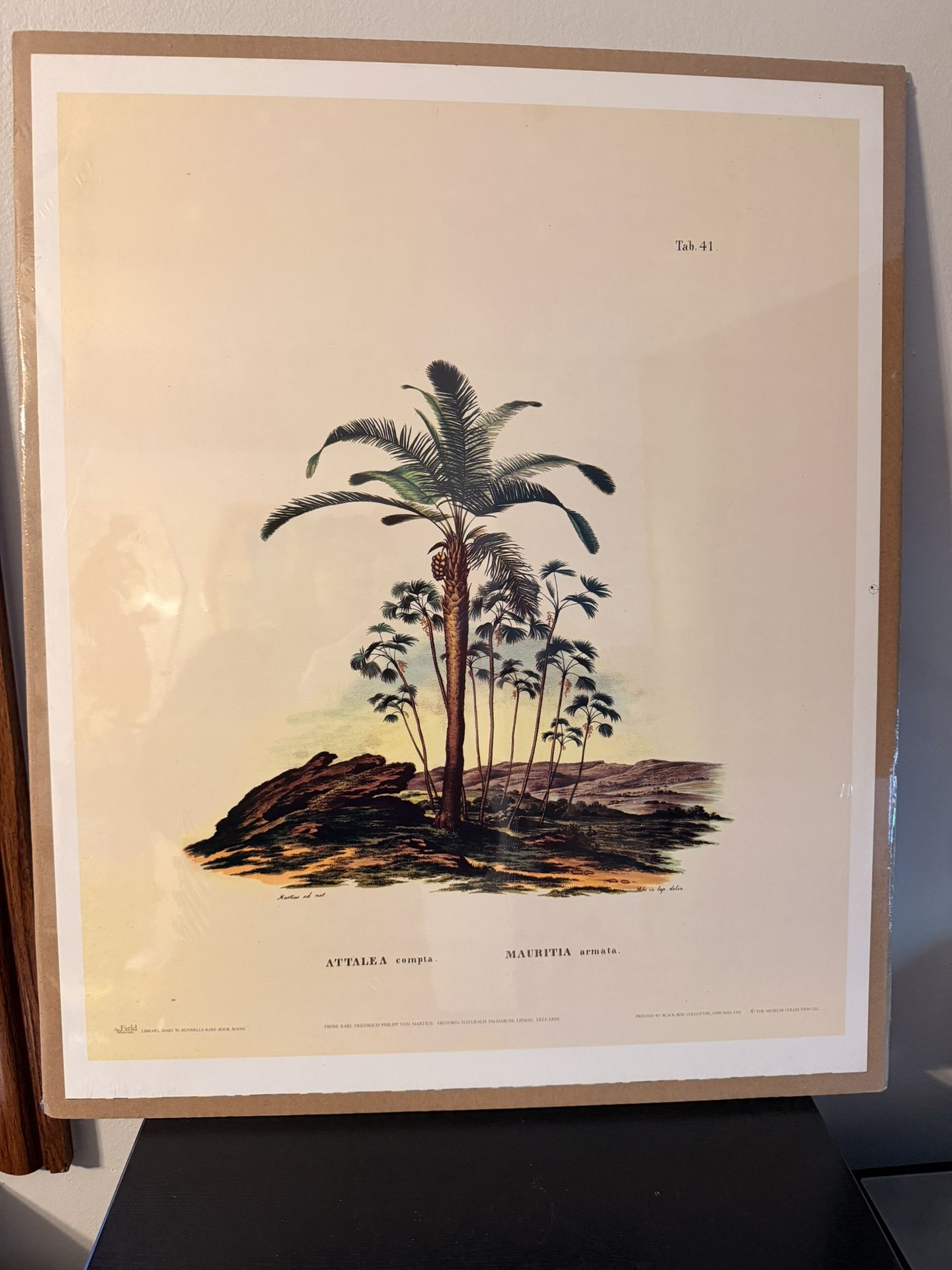 Attalea Compta & Prickly Ita (Mauritia Armata) Palm Trees Collotype