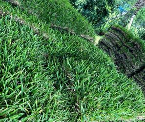 🌱Transform Your Lawn — Fresh Sod Available