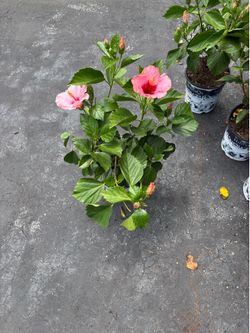 Pink and Orange hibiscus 4 for $20