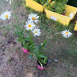 Shasta daisies And Hostas