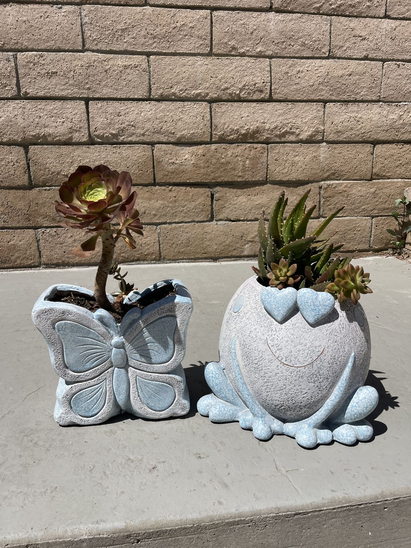 Outdoor Decor With Real Succulents