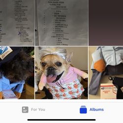 Dog Halloween costumes 