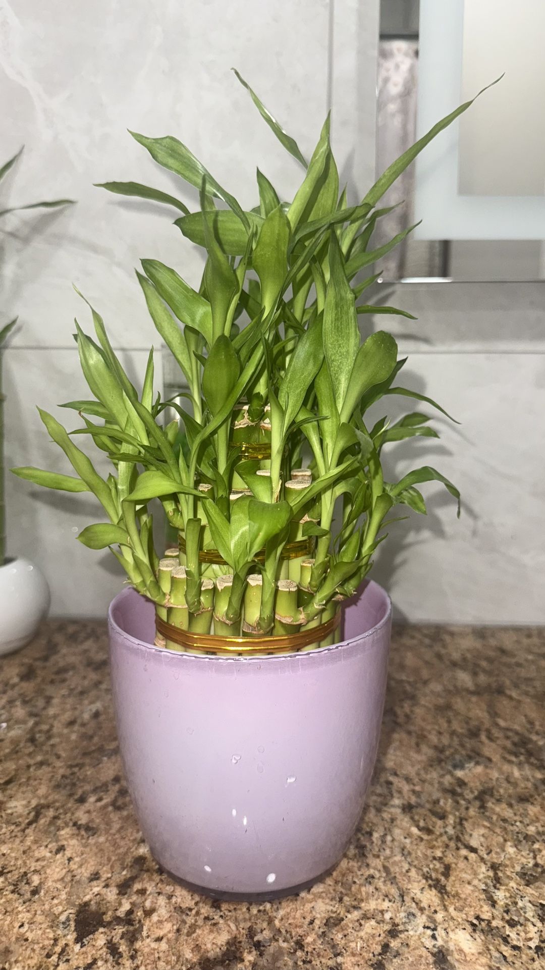 Beautiful Plant 🌱 Plantas 🌱