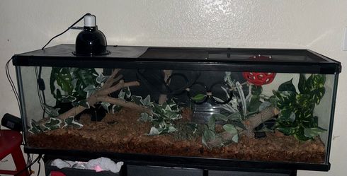 reptile enclosure and more