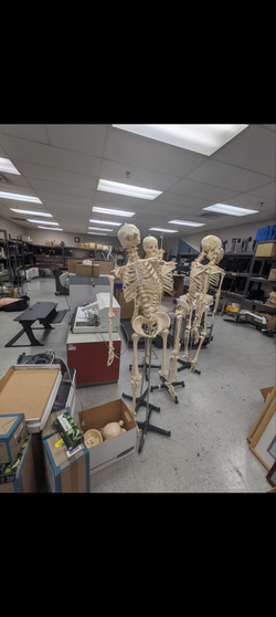 Anatomy skeleton models