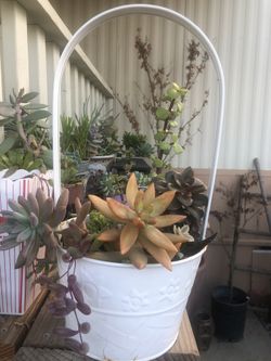 Cute pot with 8 succulents