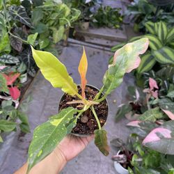 4” Philodendron Ring Of Fire High Variegation 