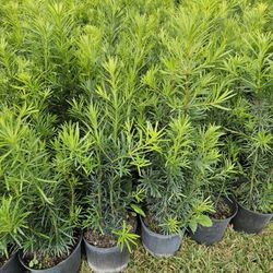 Podocarpus 