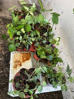Starter plants