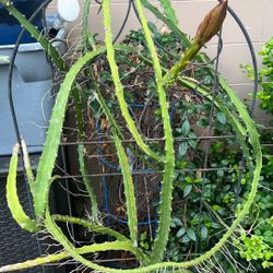 Yellow Dragon Fruit Tree Producing Flower Now ! 