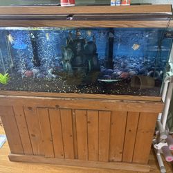 55 Gallon Tank With Stand Fish And Decor
