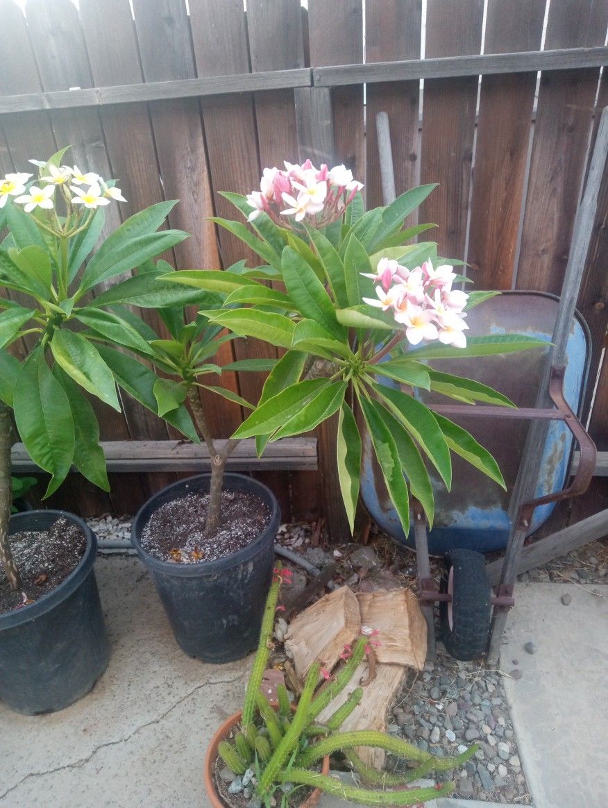 Plants For Sale