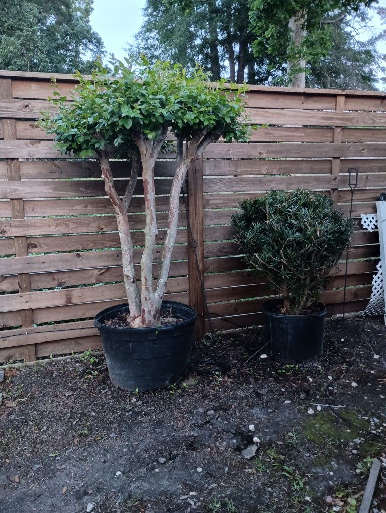 Creape Myrtle