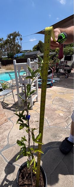 Passion fruit plant ( maraculla)