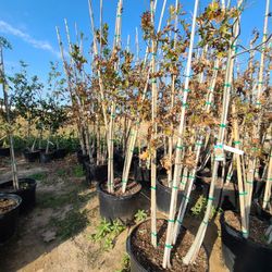 Red Oak Trees 30gallon 4trunks 