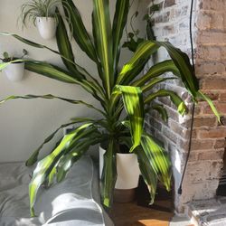 Large Indoor Plant