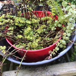 Creeping Jenny.    Two. Available.  10.00 Ea 