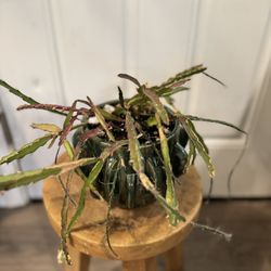 Hurricane Cactus (almost Blooming) In Ceramic Glaze Planter Succulent Cactus Indoor Plant 