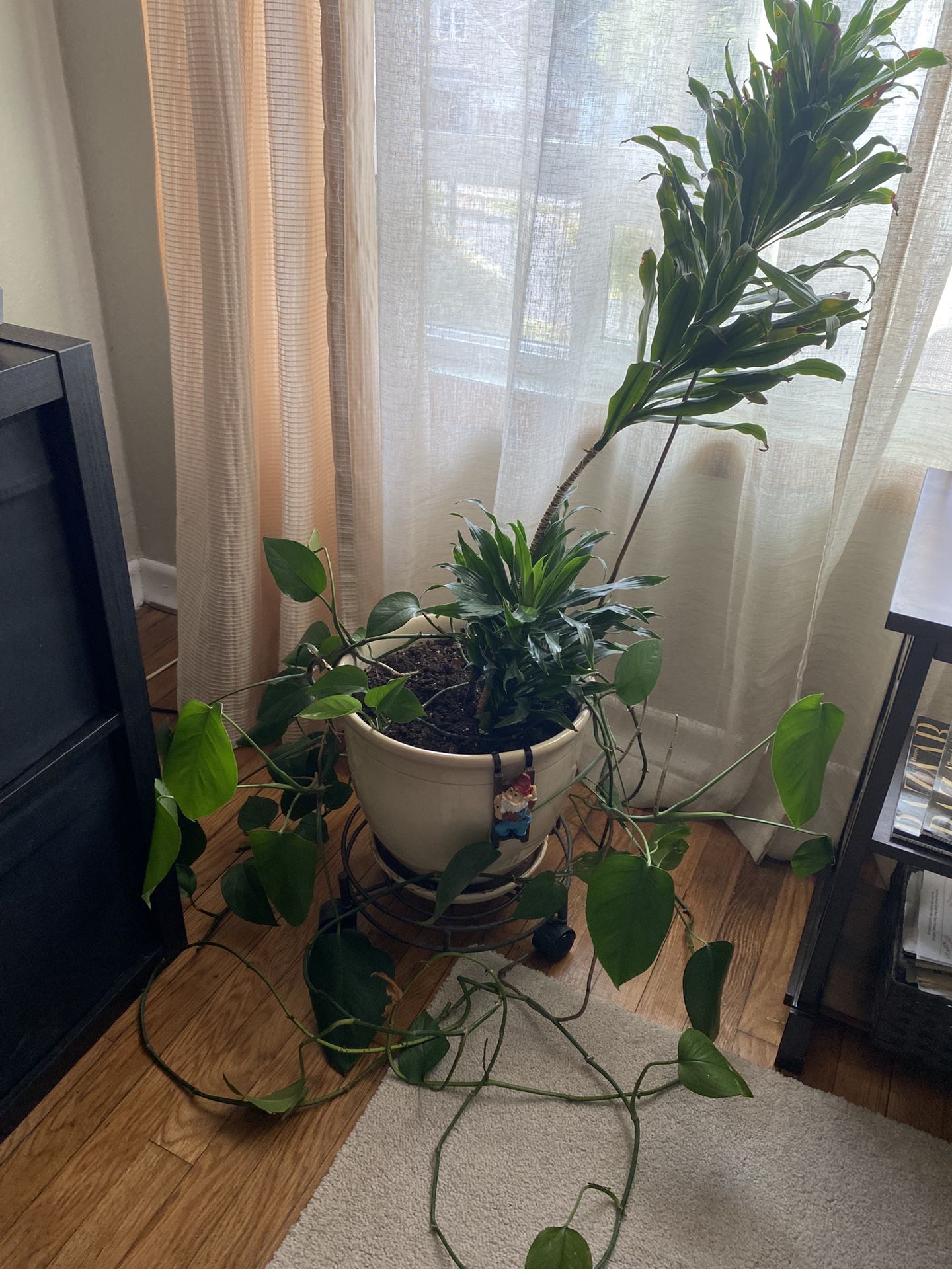 Houseplant