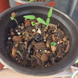 Datura wrighti Aka Moon Flower Seedlings In Pot