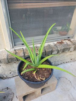 Aloe Vera