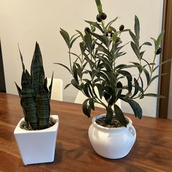 Decorative plants