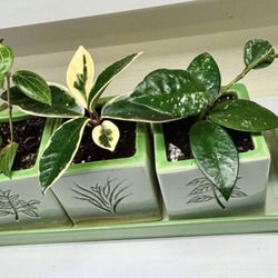 Set Of 3 Hoyas - One Price 