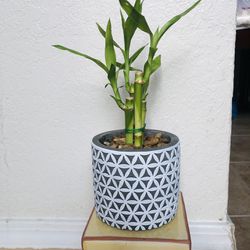 Bamboo plant For Sale 