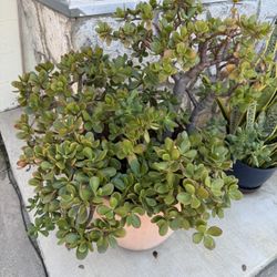Jade plant … Big Plant For Outdoor