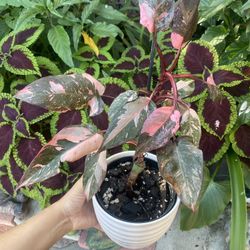 highly Variegated Philodendron Pink Princess💕