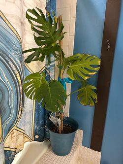 Monstera plant