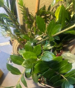ZZ plant