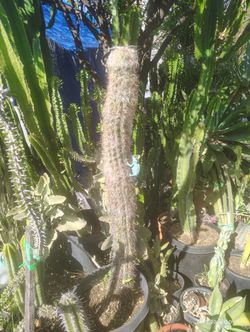 Oh Man Tall Cactus Plant 