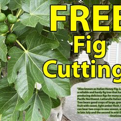 Free Fig Cutting