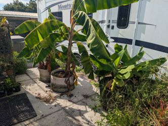 Exotic banana plants