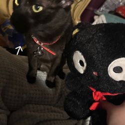 Free Cat Plush Void Kitty Black Cat