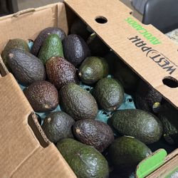 Avocados