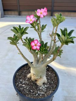 Adenium Arabicum Desert Rose Bonsai Succulent
